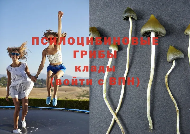 где продают наркотики  Пошехонье  Галлюциногенные грибы Psilocybe 